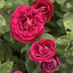 Fialová - ruža perpetual hybrid